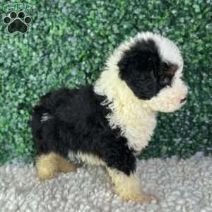 Ace, Mini Bernedoodle Puppy